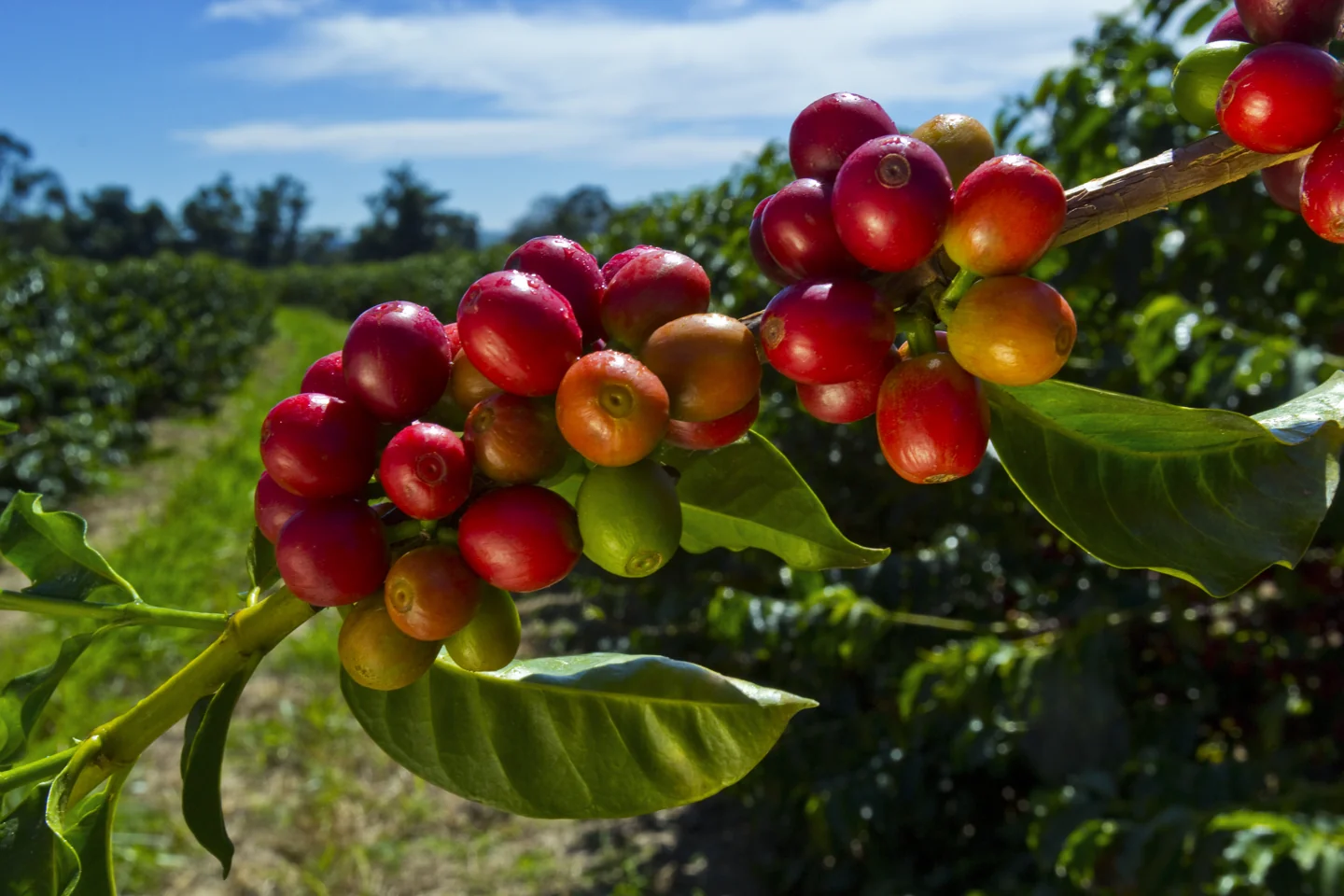 Ripe and unripe coffee cherries growing in Brazil